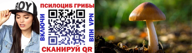 как найти   Буй  Псилоцибиновые грибы Magic Shrooms 
